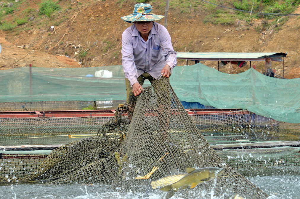 nuôi cá lồng hồ thủy điện